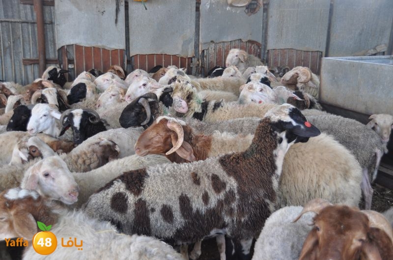 mal7ama lud 929 (5).JPG